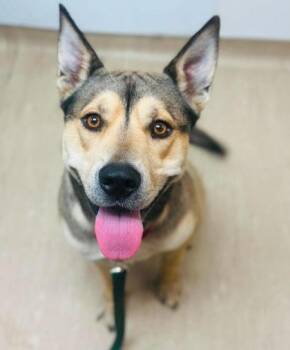 Bear -  Mixed Breed Dog for Adoption in West Chester, Pennsylvania - Bear | PetCurious