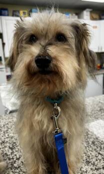 Miniature Schnauzer and Cairn Terrier Dogs Available for Adoption - Scruffy Duffy  | PetCurious