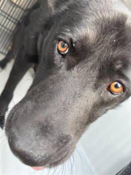 German Shepherd Dog and Mixed Breed Dogs Available for Adoption - A651315 | PetCurious