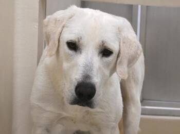 Rescue Great Pyrenees Dogs for Adoption in Portland, Oregon - Angel | PetCurious