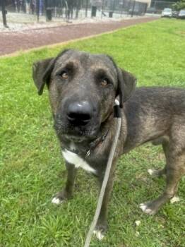 Rescue Mixed Breed Dogs for Adoption in Philadelphia, Pennsylvania - Love Bug | PetCurious