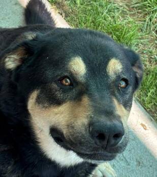 Rex 46643 -  German Shepherd Dog and Labrador Retriever Dog for Adoption in Pocatello, Idaho - Rex 46643 | PetCurious