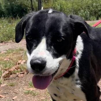 Golden Retriever and Dalmatian Dogs Available for Adoption in Los Angeles, California - Patches | PetCurious