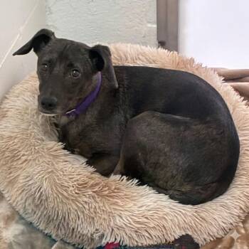 Terrier and Dachshund Dogs Available for Adoption in South Elgin, Illinois - Trey | PetCurious