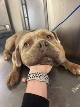 American Bulldog Dogs Available for Adoption in Doral, Florida - TONTO | PetCurious