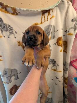 Redbone Coonhound Dogs Available for Adoption in Pemberton Township, New Jersey - MAPLE | PetCurious