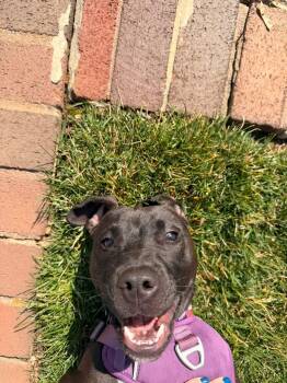 Hummingbird -  Pit Bull Terrier and American Staffordshire Terrier Dog for Adoption in Oceanport, New Jersey - Hummingbird | PetCurious