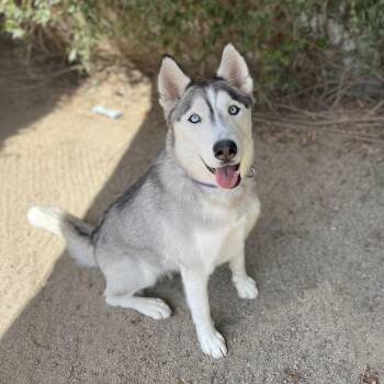 Giselle -  Siberian Husky and Mixed Breed Dog for Adoption in Riverside, California - Giselle | PetCurious