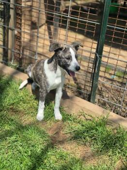 Terrier and Hound Dogs Available for Adoption in Dover, Arkansas - Dexter | PetCurious