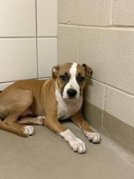 Willow -  Mixed Breed Dog for Adoption in South Bend, Indiana - Willow | PetCurious