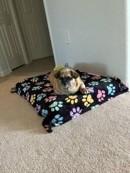 Buster Rhymes -  Pug and Beagle Dog for Adoption in Winter Garden, Florida - Buster Rhymes | PetCurious