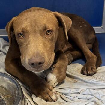 110724 -  Mixed Breed Dog for Adoption in Las Cruces, New Mexico - 110724 | PetCurious