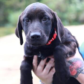 CT Savannah -  Black Labrador Retriever and Mixed Breed Dog for Adoption in Stormville, New York - CT Savannah | PetCurious