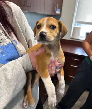 Hound Dogs Available for Adoption in Gautier, Mississippi - Marley | PetCurious