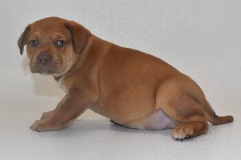 Fluffernut -  Terrier Dog for Adoption in Springfield, Ohio - Fluffernut | PetCurious
