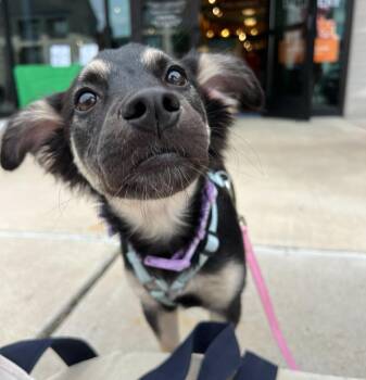 German Shepherd Dog Dogs Available for Adoption in Pflugerville, Texas - Petunia | PetCurious