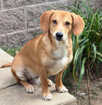 Curious George -  Beagle Dog for Adoption in Houghton Lake, Michigan - Curious George | PetCurious