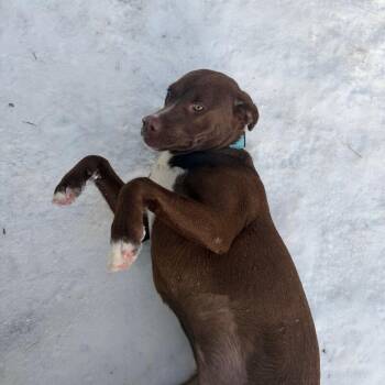 Labrador Retriever and Mixed Breed Dogs Available for Adoption - Lulu | PetCurious