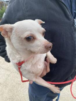 Chihuahua Dogs Available for Adoption in Dallas, Texas - 1285050 | PetCurious