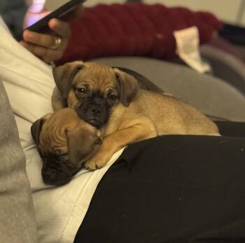 Riot (Meet me 8/15) -  Pug Dog for Adoption in Gainesville, Virginia - Riot (Meet Me 8/15) | PetCurious