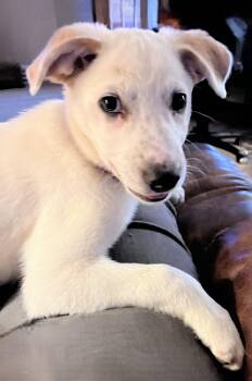 German Shepherd Dog and Mixed Breed Dogs Available for Adoption in Fishers, Indiana - Winston | PetCurious