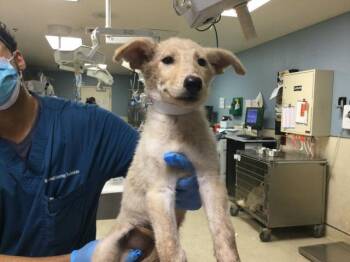 SABRITA -  German Shepherd Dog Dog for Adoption in Riverside, California - SABRITA | PetCurious