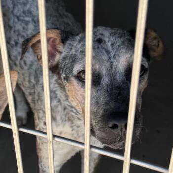 Natalie -  Cattle Dog Dog for Adoption in Kingman, Arizona - Natalie | PetCurious