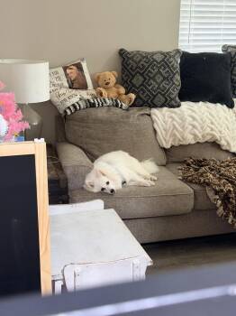 Princess Gloria -  American Eskimo Dog Dog for Adoption in Germantown, Ohio - Princess Gloria | PetCurious