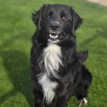 Mixed Breed Dogs Available for Adoption - Scooby | PetCurious