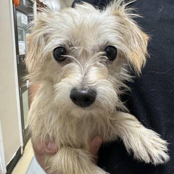 Lorraine - Chino Hills Location -  Terrier and Mixed Breed Dog for Adoption in Chino Hills, California - Lorraine - Chino Hills Location | PetCurious