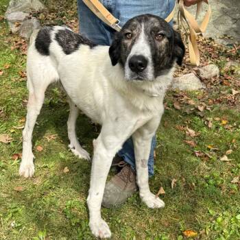 Rescue Mixed Breed Dogs for Adoption in Stormville, New York - NY Comida (Foster In Crompond) | PetCurious