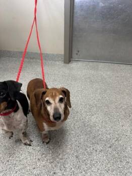 Dachshund and Mixed Breed Dogs Available for Adoption in Pasadena, Texas - QUARTER | PetCurious