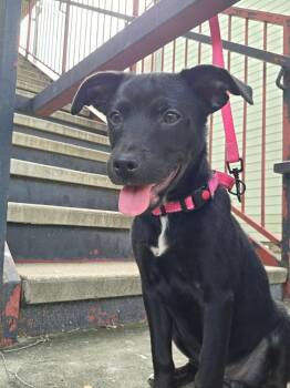 LOUISE -  Labrador Retriever Dog for Adoption in Richmond, Texas - LOUISE | PetCurious