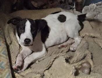 Rescue English Bulldog Dogs for Adoption in Phenix City, Alabama - Mikey | PetCurious