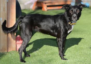 Labrador Retriever and Mixed Breed Dogs Available for Adoption - A120478 | PetCurious