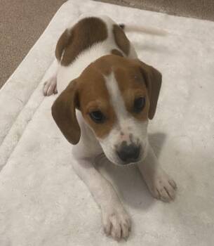 Hound Dogs Available for Adoption in Slidell, Louisiana - Mandy | PetCurious