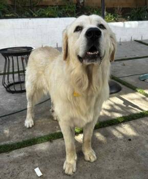 Rescue Great Pyrenees Dogs for Adoption in Ramona, California - Magic | PetCurious