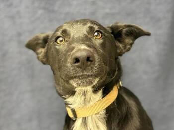 Felix -  Border Collie Dog for Adoption in Portland, Oregon - Felix | PetCurious