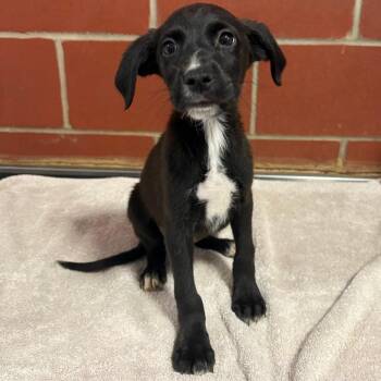 (Found) Buck -  Golden Retriever and Mixed Breed Dog for Adoption in Cabot, Arkansas - (Found) Buck | PetCurious