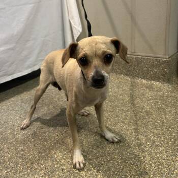 Osita -  Chihuahua Dog for Adoption in San Gabriel, California - Osita | PetCurious