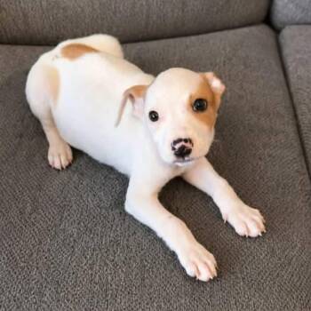Patches -  Mixed Breed Dog for Adoption in Brewton, Alabama - Patches | PetCurious