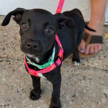 Jade -  Mixed Breed Dog for Adoption in Yaphank, New York - Jade | PetCurious