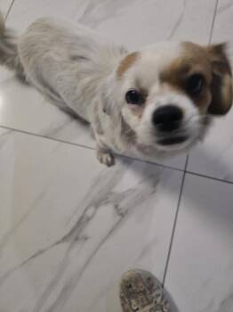 Pekingese Dogs Available for Adoption - Cherry | PetCurious