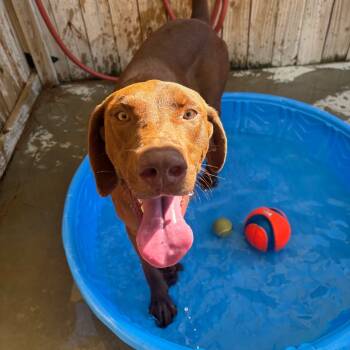 Rescue Vizsla and Rhodesian Ridgeback Dogs for Adoption in Freeport, Florida - Rex | PetCurious
