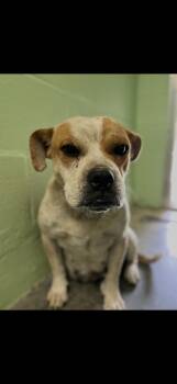 Rosey -  Bulldog Dog for Adoption in Seaside Heights, New Jersey - Rosey | PetCurious