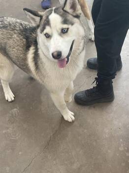 Mixed Breed Dogs Available for Adoption in Dallas, Texas - KELDON | PetCurious