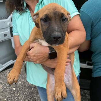 Strato -  Mixed Breed Dog Available for Adoption in Buffalo, Minnesota - Strato | PetCurious