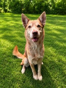 LINC -  Husky and Mixed Breed Dog for Adoption - LINC | PetCurious