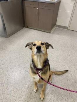 Florence -  German Shepherd Dog and Mixed Breed Dog for Adoption in Fishers, Indiana - Florence | PetCurious