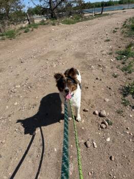 Border Collie and Mixed Breed Dogs Available for Adoption in Fort Collins, Colorado - Code Red | PetCurious